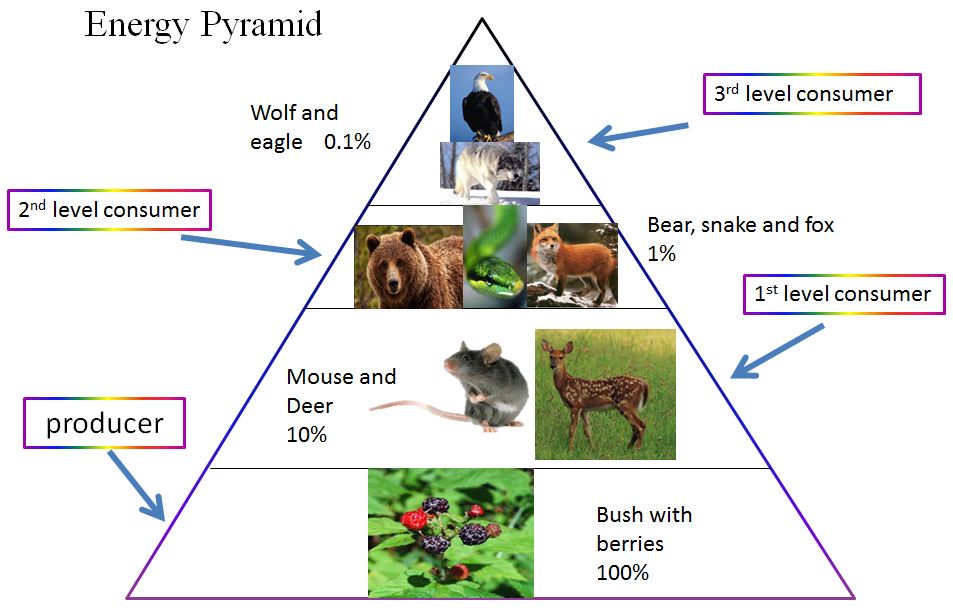 safari energy pyramid